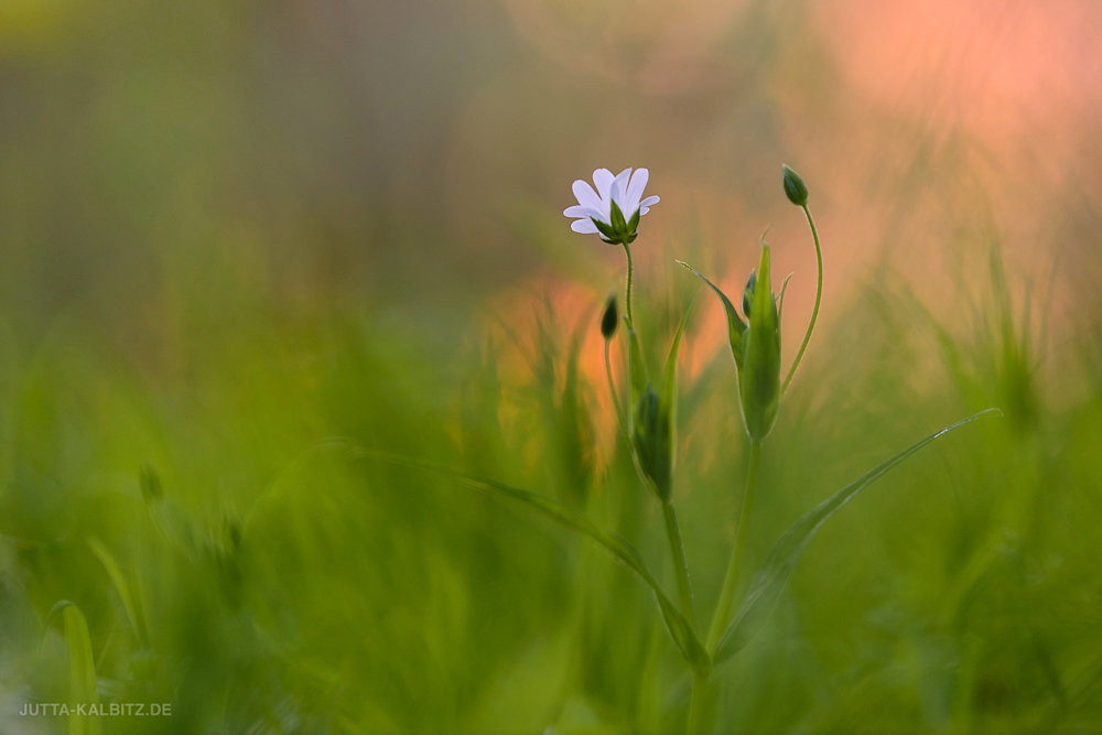 Sternmiere - Stellaria holostea 