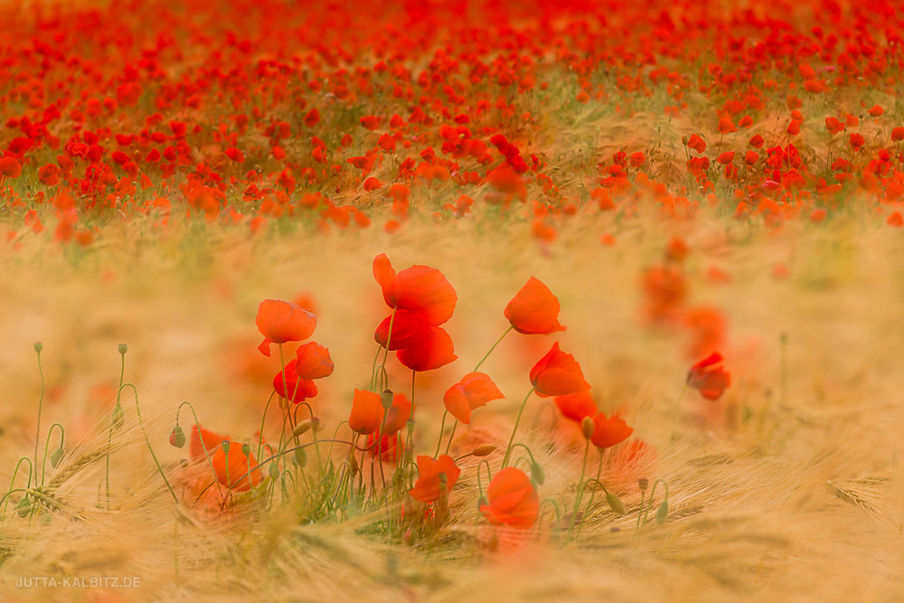 Klatschmohn - Papaver rhoeas