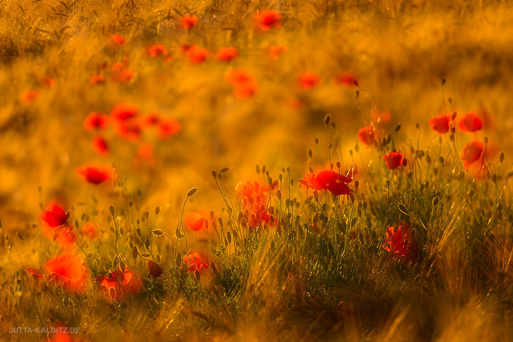 Klatschmohn - Papaver rhoeas (kamerainterne Doppelbelichtung)