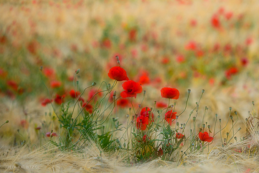 Klatschmohn - Papaver rhoeas