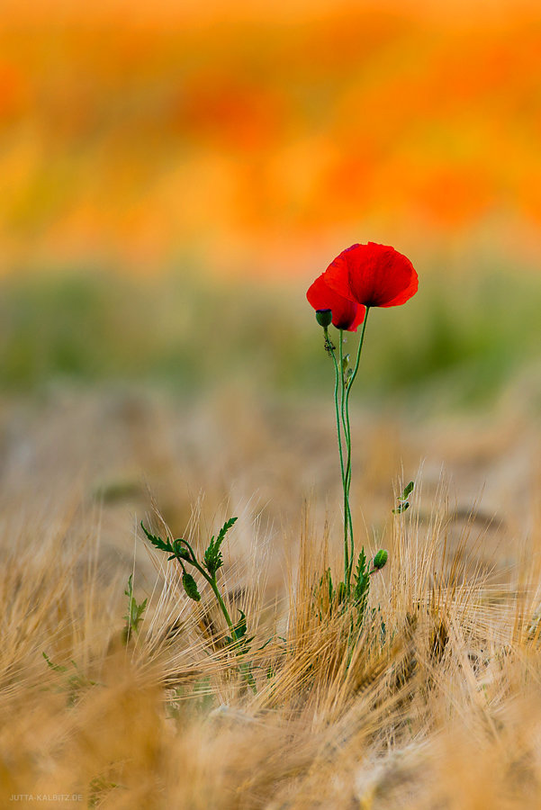 Klatschmohn - Papaver rhoeas