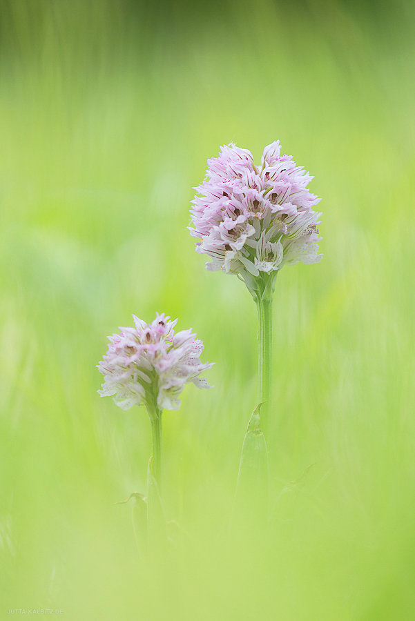 Dreizähniges Knabenkraut - Neotinea tridentata