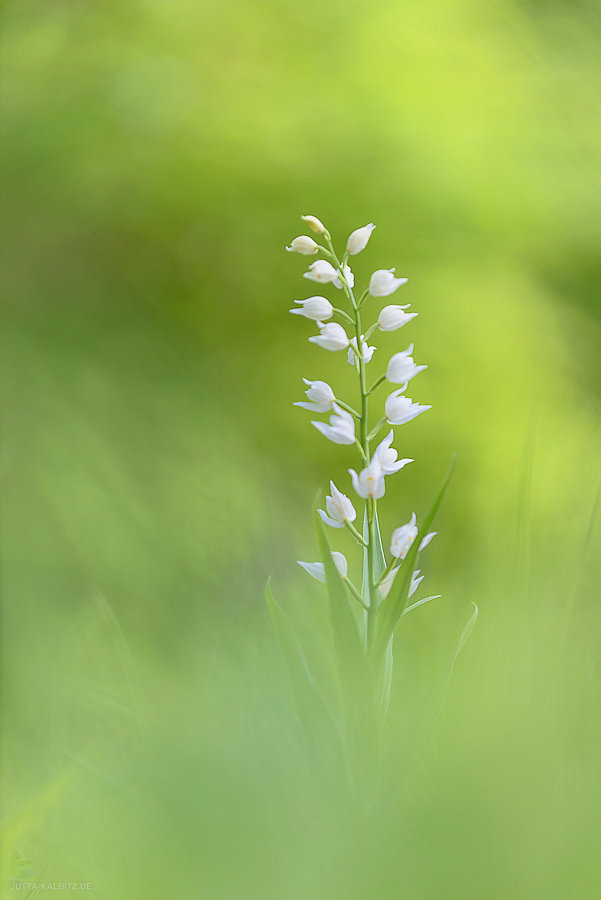 Schwertblättriges Waldvögelein - Cephalanthera longifolia