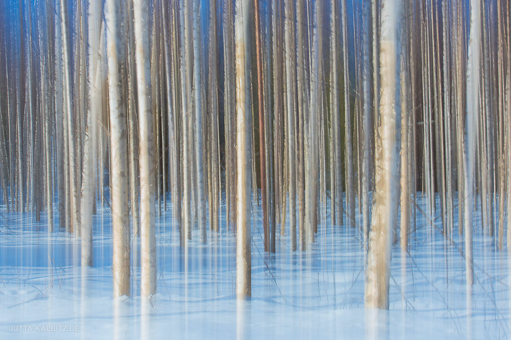 Winterbirken - Karelien 