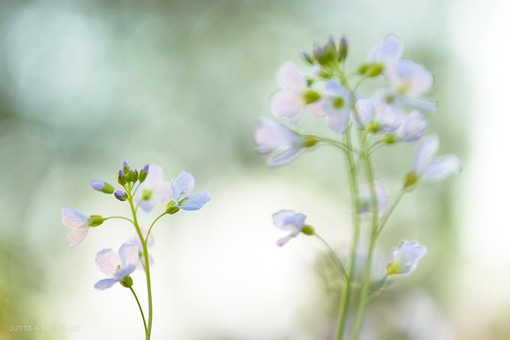 Wiesenschaumkraut - Cardamine pratensis