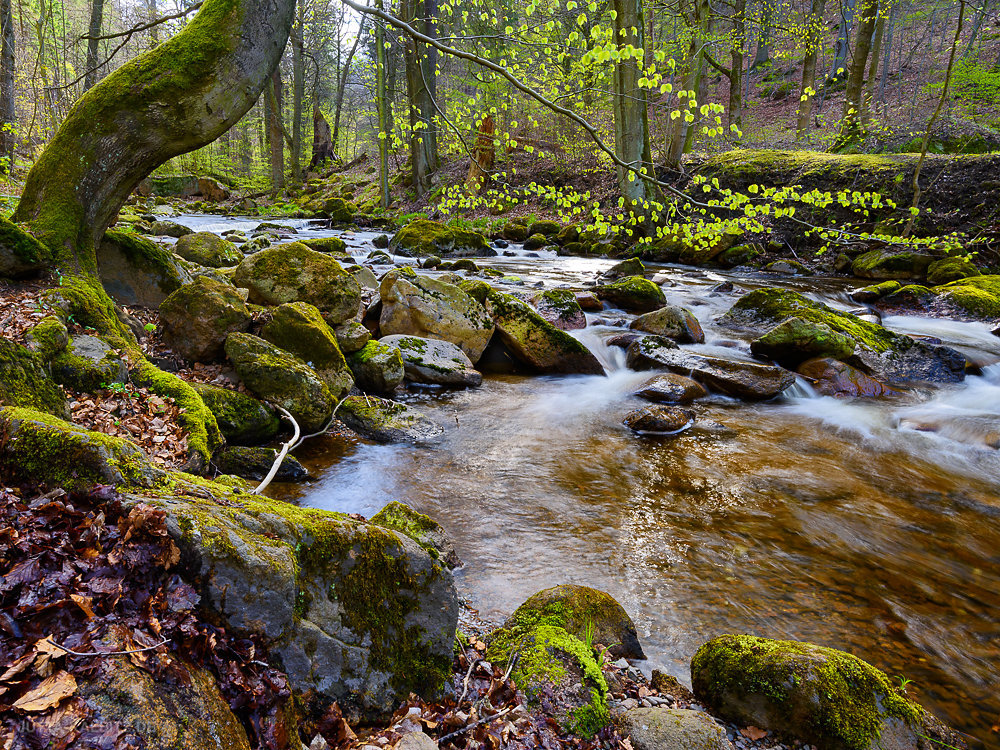 Frühling im Bodetal - Harz