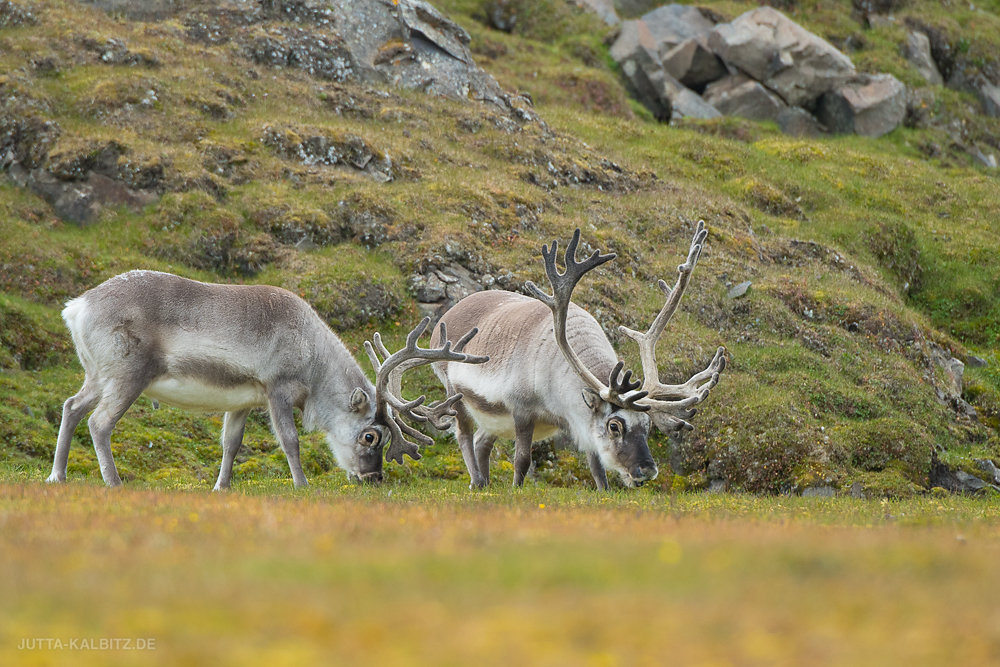 Svalbard-Fauna-1.jpg