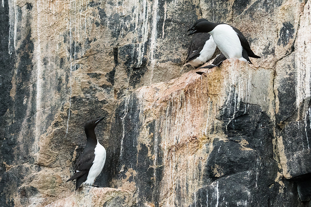 Svalbard-Fauna-2b.jpg