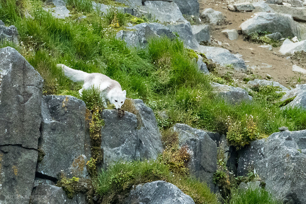 Svalbard-fauna-2c.jpg