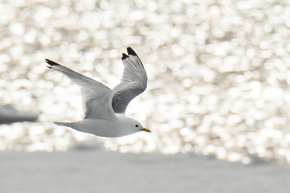 Svalbard-Fauna-3b.jpg