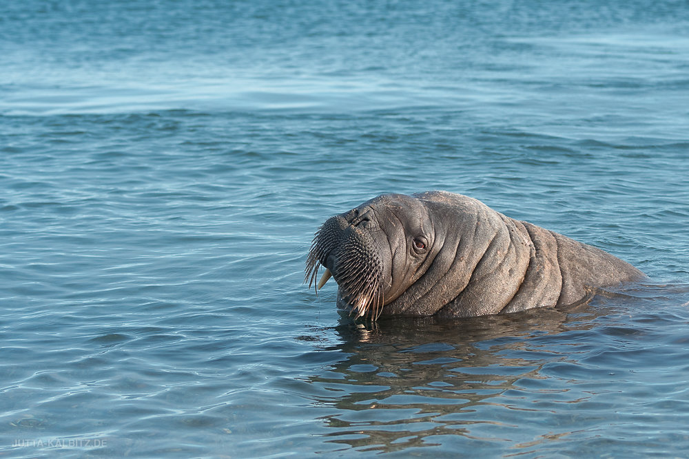 Svalbard-fauna-5c.jpg