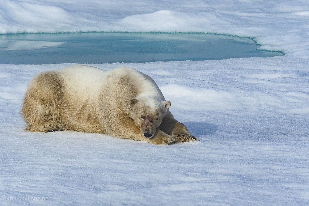 Svalbard-fauna-7a.jpg