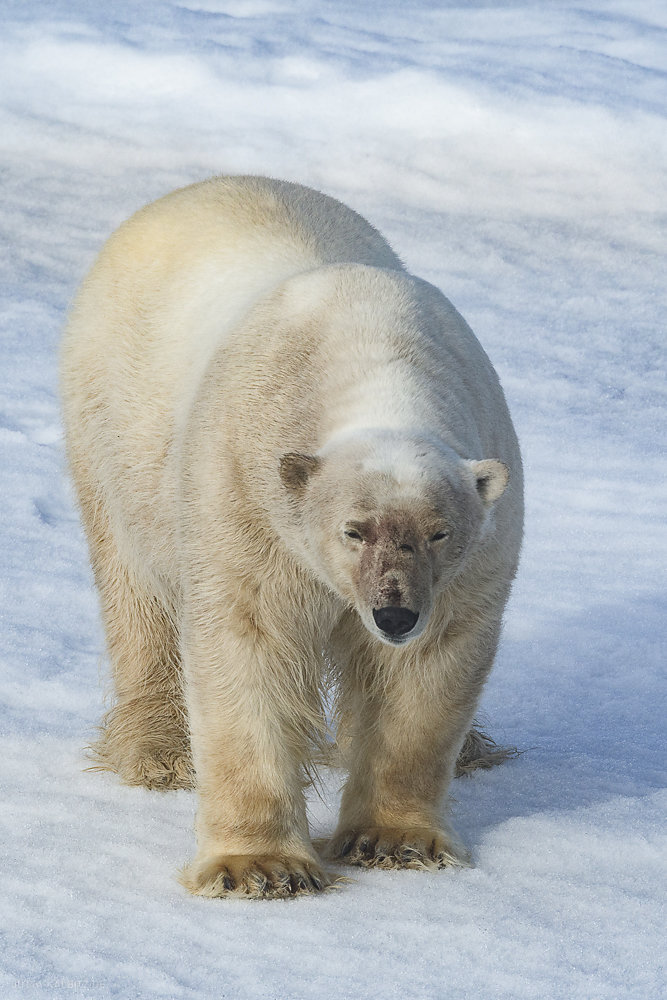 Svalbard-fauna-7b.jpg