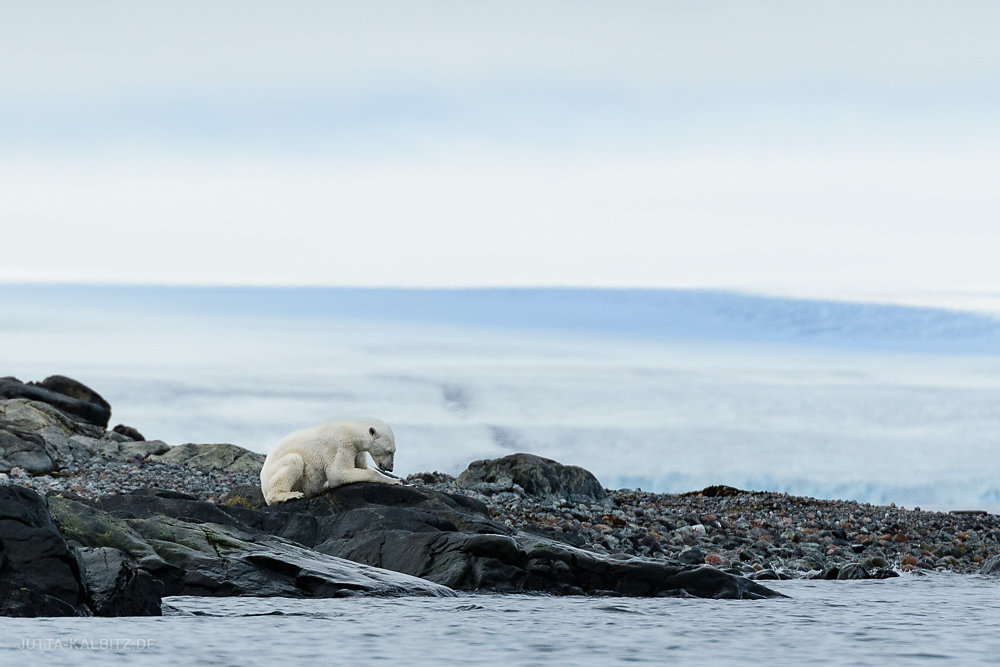 Svalbard-fauna-8.jpg