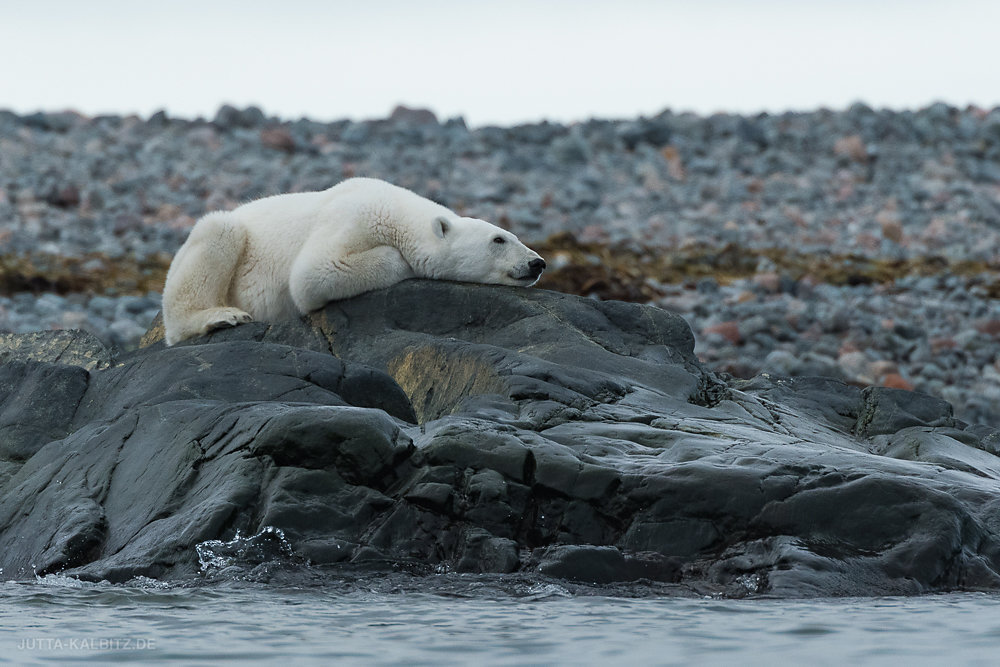 Svalbard-fauna-8e.jpg