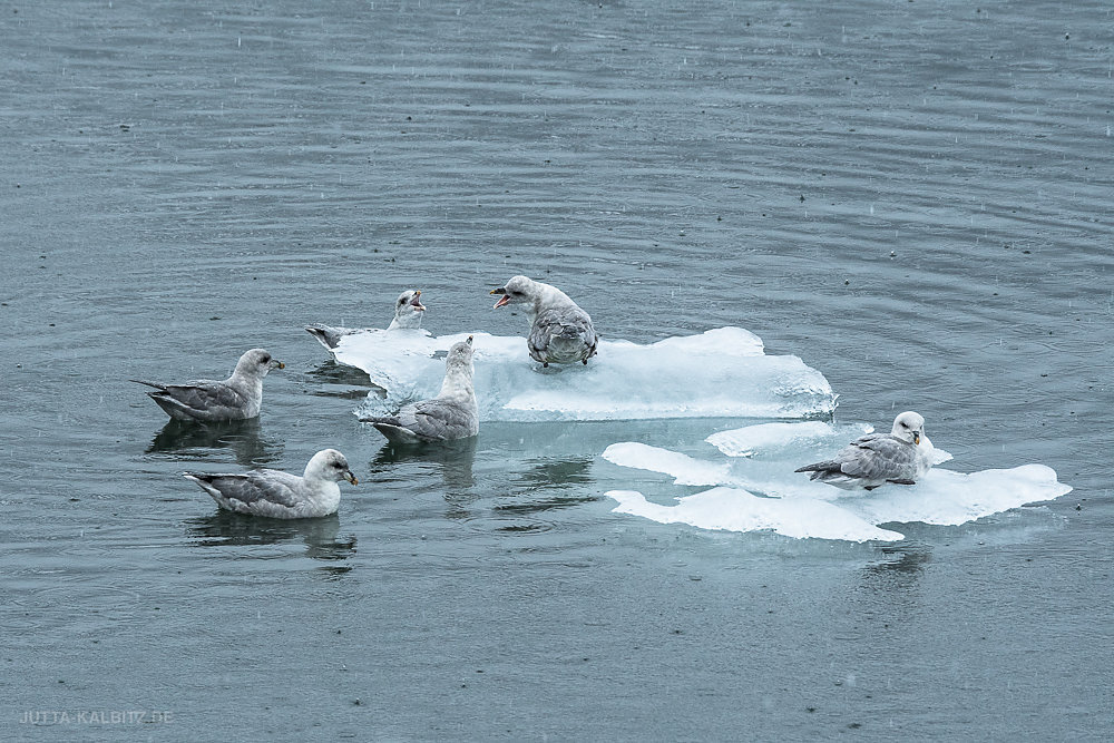 Svalbard-fauna-23.jpg