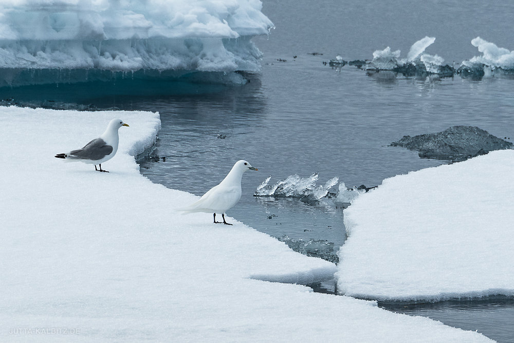 Svalbard-fauna-3.jpg