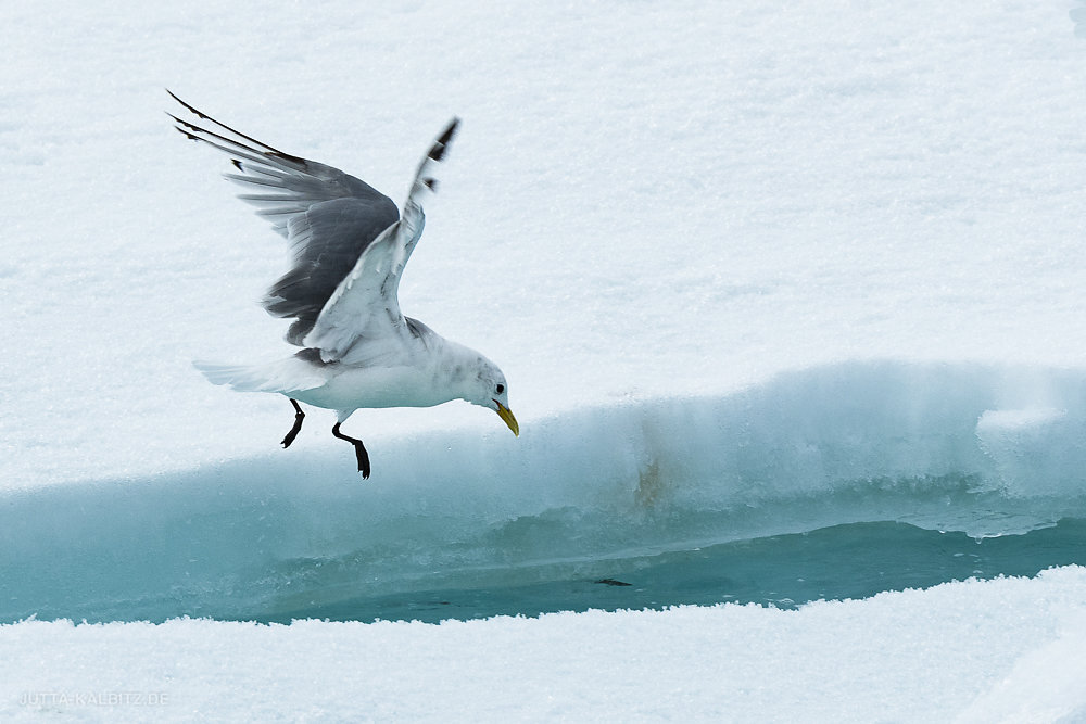 Svalbard-fauna-19.jpg