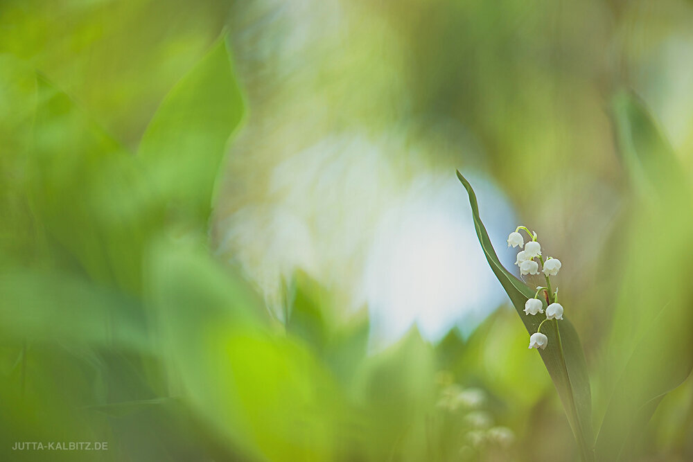 Maiglöckchen - Convallaria majalis