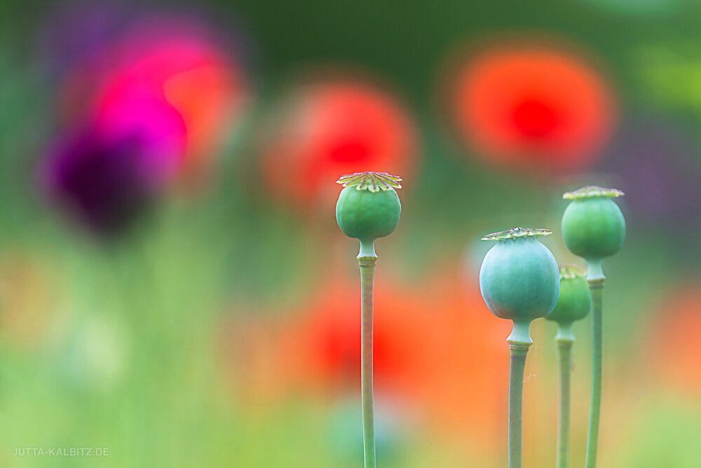 Poppies