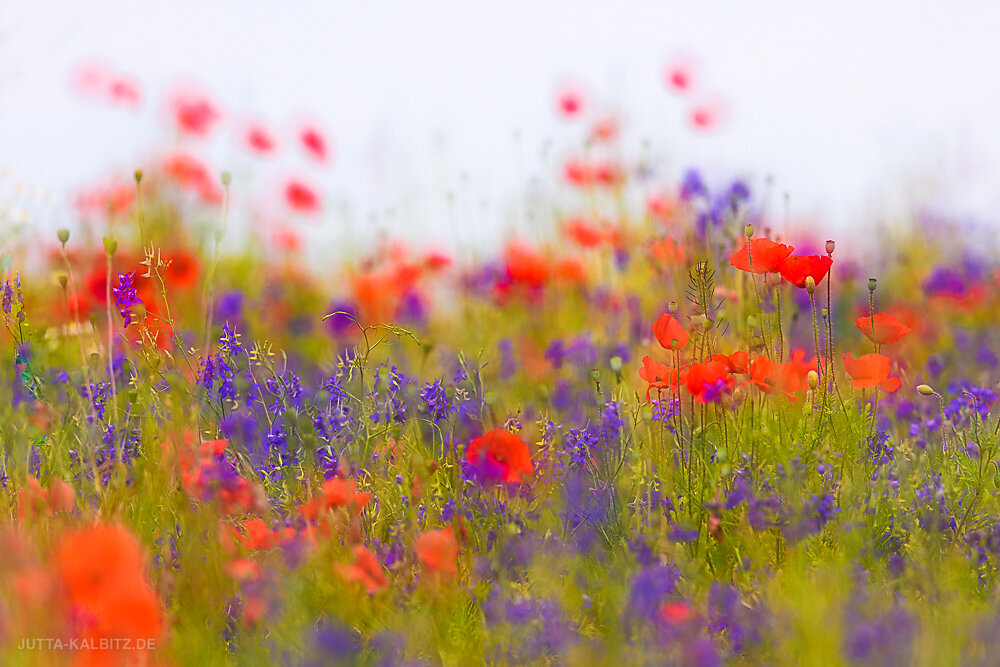 Mohn mit Feldrittersporn