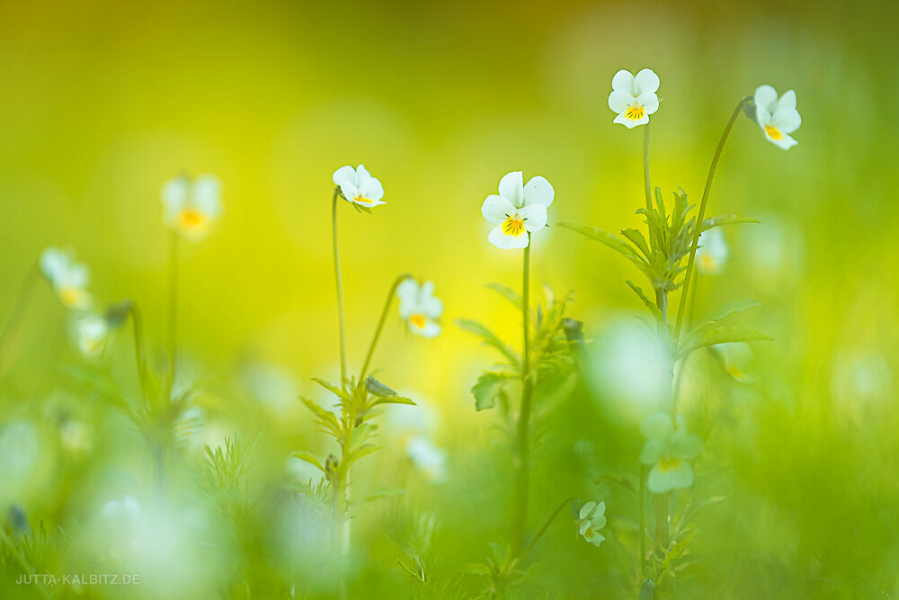 Ackerstiefmütterchen - Viola arvensis