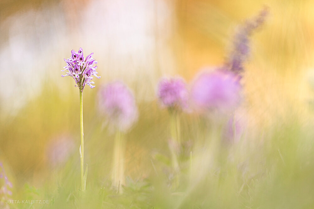 Dreizähniges Knabenkraut - Orchis tridentata