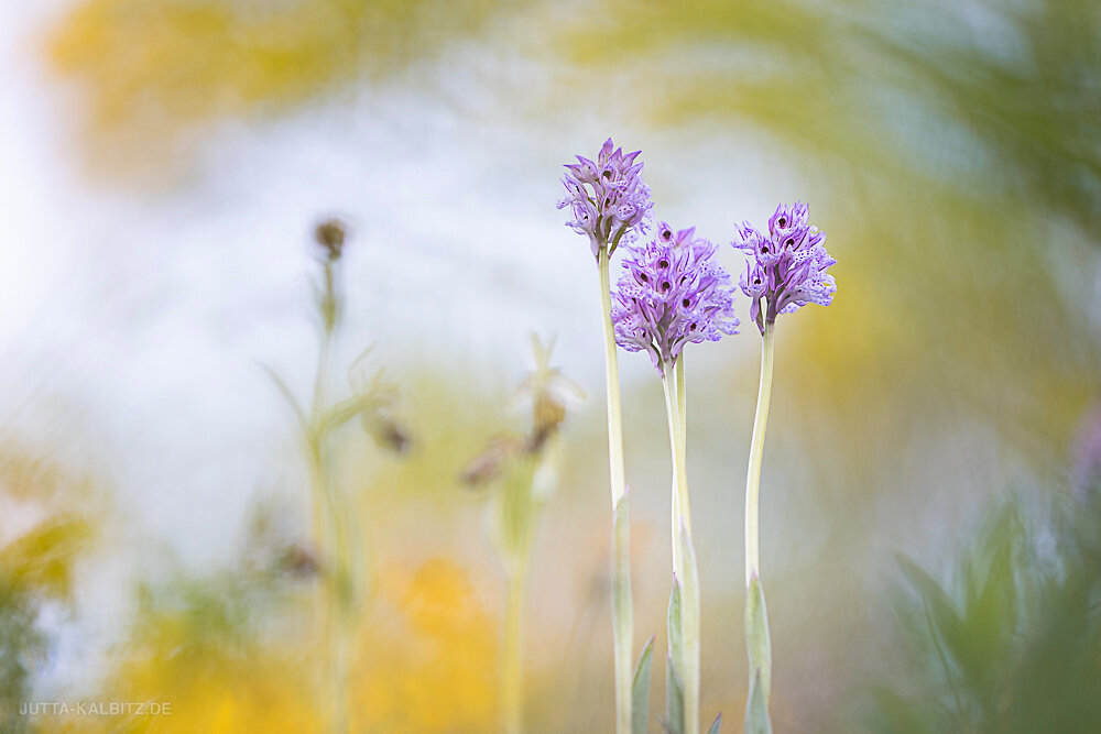 Dreizähniges Knabenkraut - Orchis tridentata