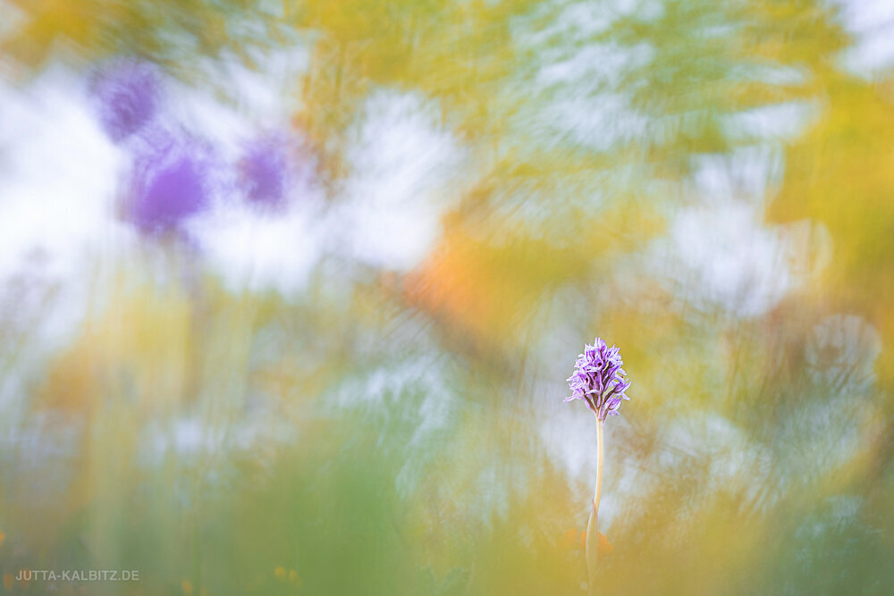 Dreizähniges Knabenkraut - Orchis tridentata