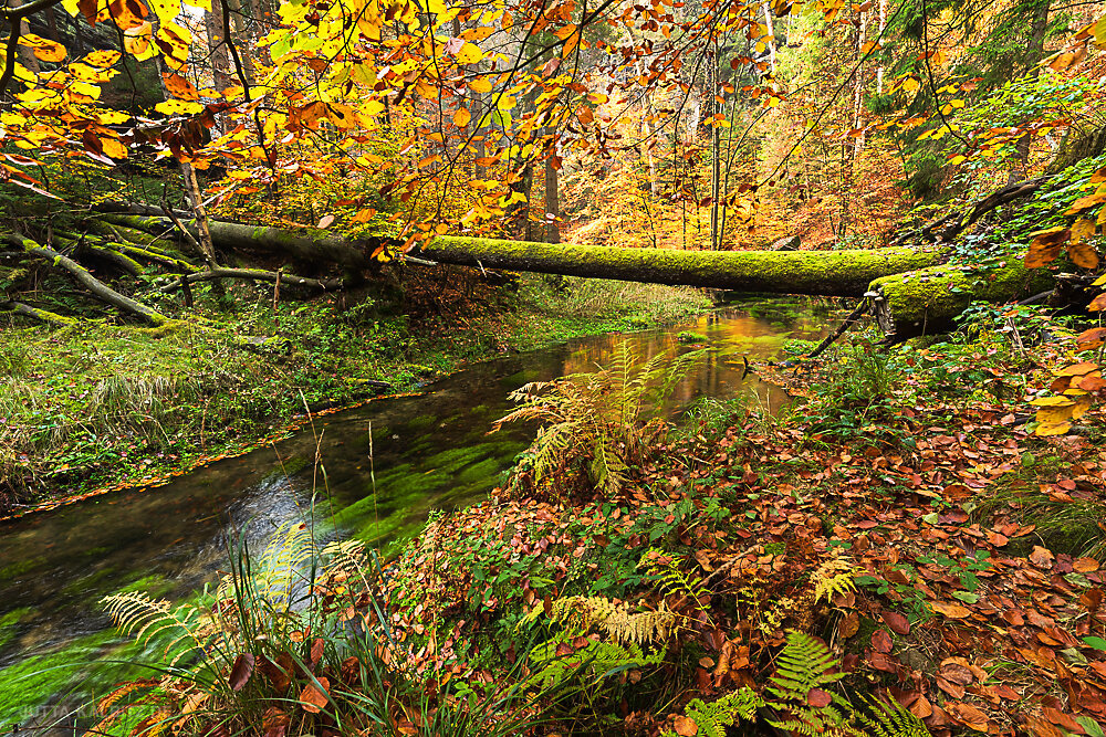 An der Kirnitzsch