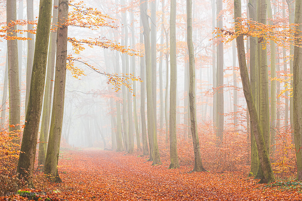 Herbst in der Dölauer Heide (IV) - Halle