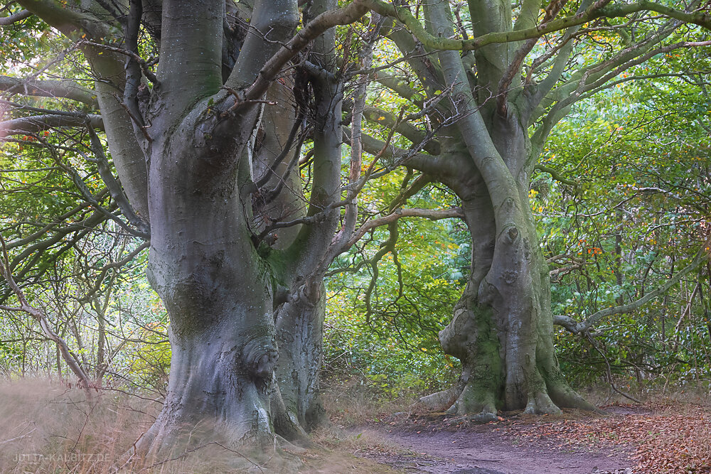 Küstenwald (V) - Rügen