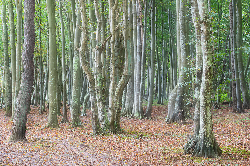 Küstenwald (VII) - Rügen