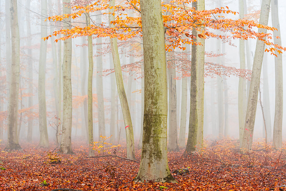 Herbst in der Dölauer Heide (II) - Halle